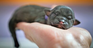 When Do Newborn Puppies Open Their Eyes?
