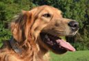 ALUminum Dog Collar: MEMA Pets ALU Collar Review