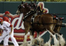 Anheuser-Busch will no longer amputate tails of Budweiser’s Clydesdale horses : NPR