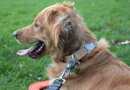 Magnetic Dog Leash Connector – Magic Latch Review