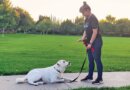 Dog Training Basics: How to Teach a Cue