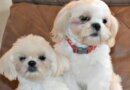 Tips on the Shih Tzu Life Expectancy & Health