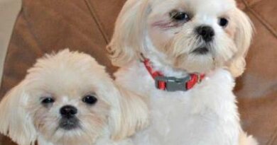 Tips on the Shih Tzu Life Expectancy & Health