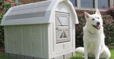 A Look at Heated Dog Houses
