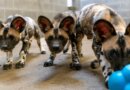 Potawatomi Zoo Welcomes 3 Endangered African Painted Dog Pups, Foster Golden Retriever Helps Raise Them
