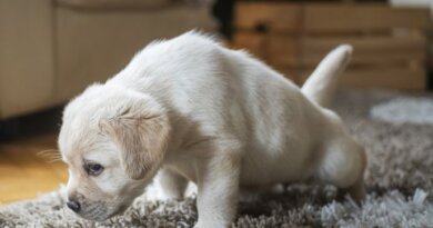 Best Carpet Shampooers and Upholstery Cleaners for Pets