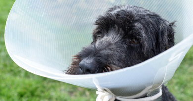 Vet Advice About Spaying or Neutering Your Dog · The Wildest