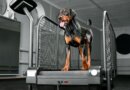 Dog Treadmill Choices – Whole Dog Journal
