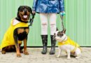 7 Best Dog Raincoats: Hooded, Waterproof, Reversible & More
