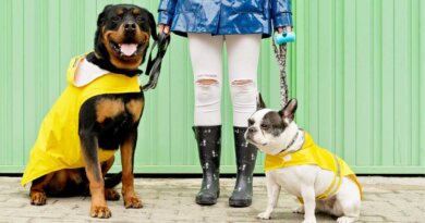 7 Best Dog Raincoats: Hooded, Waterproof, Reversible & More