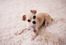 States Banning Pet Leasing | The Bark