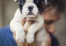 Veterinarians Get the Puppy Mill Blues