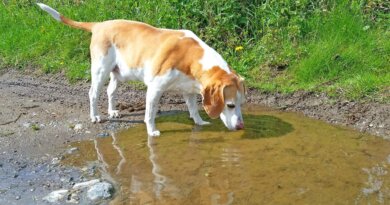 The Giardia Parasite in Dogs