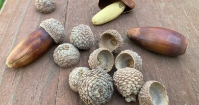 Can Dogs Eat Acorns? – Whole Dog Journal