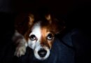 Should I Leave a Light On For My Dog At Night? Our Vet Explains – Dogster