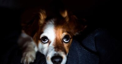 Should I Leave a Light On For My Dog At Night? Our Vet Explains – Dogster