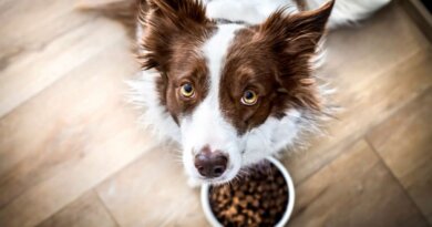 Best Dog Food For Border Collies: Puppy, Wet, Dry, Fresh & More