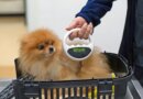 5 Reasons to Microchip Your Dog