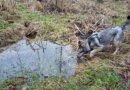 Leptospirosis in Dogs – Whole Dog Journal