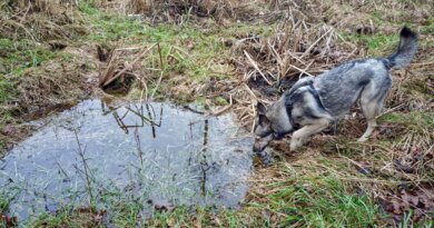 Leptospirosis in Dogs – Whole Dog Journal