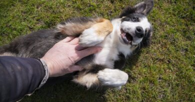 Are Dogs Ticklish? – Whole Dog Journal