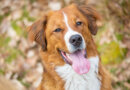 Labernard (St Bernard Lab Mixed Dog Breed) Info, Pictures, Care & More – Dogster